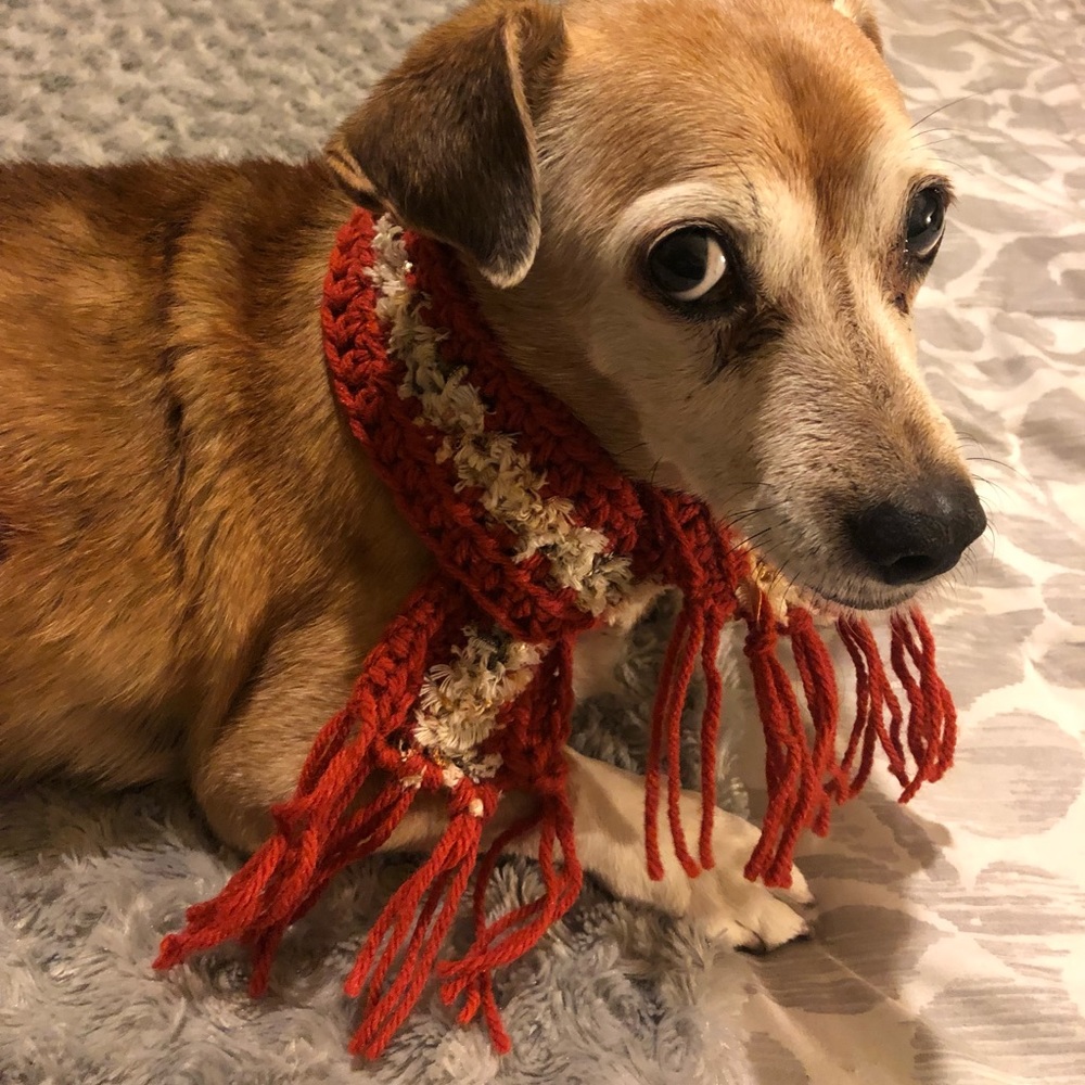 Dog or Cat scarf Size M 2-1/2” x 22”